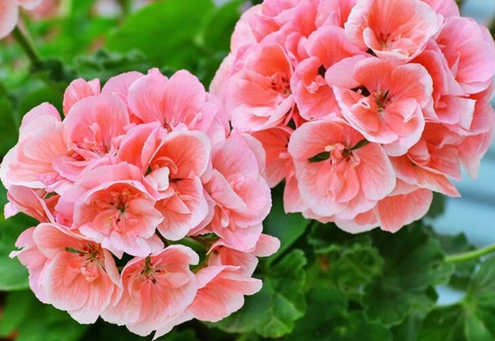 Bunga Geranium 